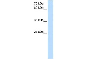 ZKSCAN1 antibody (20R-1261) used at 1. (ZKSCAN1 antibody  (N-Term))