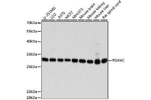 Western blot analysis of extracts of various cell lines, using PGAM1 antibody (ABIN1874106) at 1:1000 dilution. (PGAM1 antibody)