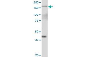 TTBK2 MaxPab polyclonal antibody. (TTBK2 antibody  (AA 1-478))