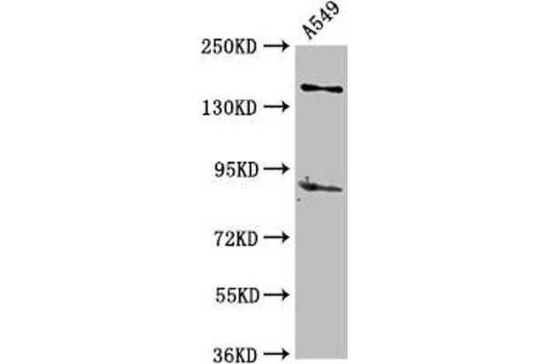 AFF2 anticorps  (AA 575-705)