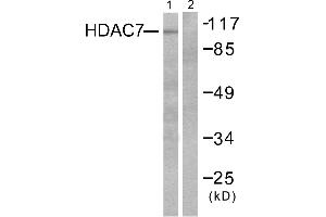 Western blot analysis of extracts from HuvEc cells, using HDAC7 antibody (#C0227). (HDAC7 antibody)