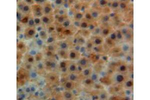 Used in DAB staining on fromalin fixed paraffin-embedded liver tissue (Apolipoprotein M antibody  (AA 20-190))