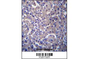 GPR34 Antibody immunohistochemistry analysis in formalin fixed and paraffin embedded human liver tissue followed by peroxidase conjugation of the secondary antibody and DAB staining. (GPR34 antibody  (AA 232-261))