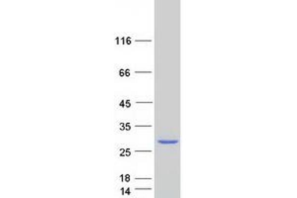 MAGEA5 Protein (Myc-DYKDDDDK Tag)