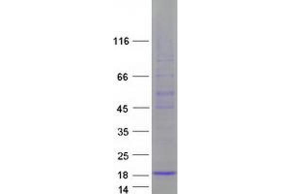 FAM19A3 Protein (Transcript Variant 1) (Myc-DYKDDDDK Tag)