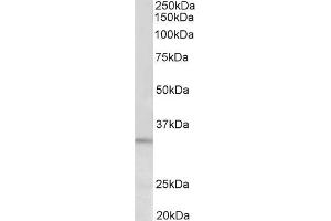 EB011365 (0. (PI15 antibody  (AA 128-141))