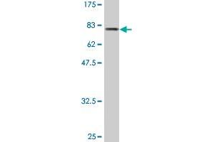 Western Blot detection against Immunogen (85. (IFNA2 antibody  (AA 24-188))