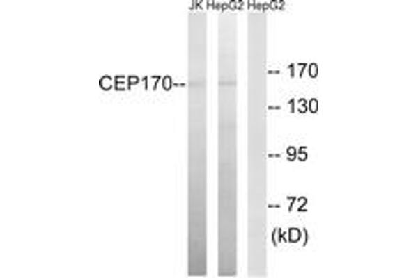 CEP170 antibody  (AA 701-750)