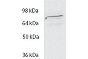 AP32083PU-N Spartin Antibody staining of HeLa lysate at 2 µg/ml (35µg protein in RIPA buffer). (SPG20 antibody  (Internal Region))