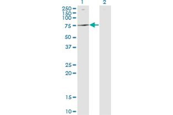 ATP6V1B2 antibody  (AA 1-511)