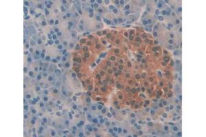 Used in DAB staining on fromalin fixed paraffin- embedded pancreas tissue (Aquaporin 8 antibody  (AA 129-228))