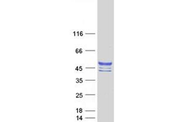 CHST10 Protein (Myc-DYKDDDDK Tag)