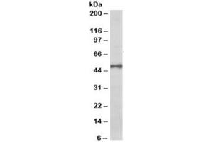 Western blot testing of Daudi lysate with EIF3E antibody at 0. (EIF3E antibody)