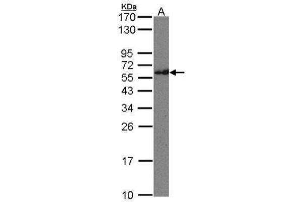 IFT74 antibody  (C-Term)