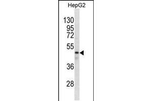 Western blot analysis in HepG2 cell line lysates (35ug/lane). (GABRR1 antibody  (N-Term))