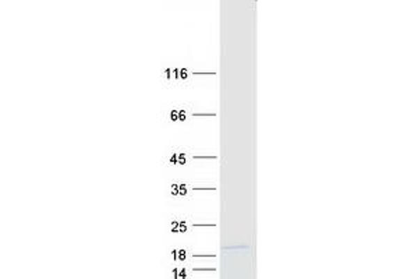 SUPT4H Protein (Myc-DYKDDDDK Tag)