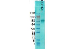Western Blot analysis of Rat brain membrane lysate showing detection of PSD95 protein using Mouse Anti-PSD95 Monoclonal Antibody, Clone 7E3 . (DLG4 antibody  (Atto 390))