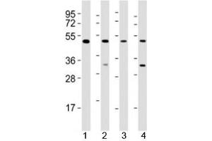 Western blot testing of GATA2 antibody at 1:2000 dilution. (GATA2 antibody  (AA 212-246))