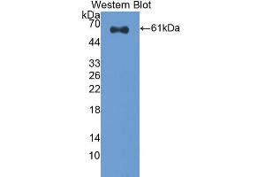 Western Blotting (WB) image for anti-Caspase 14, Apoptosis-Related Cysteine Peptidase (CASP14) (AA 1-257) antibody (ABIN1858239) (CASP14 antibody  (AA 1-257))