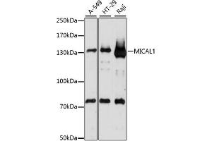 Western blot analysis of extracts of various cell lines, using MICAL1 antibody. (MICAL1 antibody)