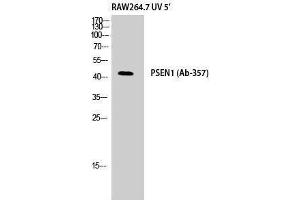 Western Blotting (WB) image for anti-Presenilin 1 (PSEN1) (Ser45), (Thr41) antibody (ABIN3186557) (Presenilin 1 antibody  (Ser45, Thr41))