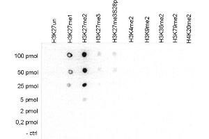 Dot Blot of anti-Histone H3 K27 me2 antibody Dot Blot results of Rabbit anti-Histone H3 K27 me2 antibody. (HIST1H3A antibody  (H3K27me2))