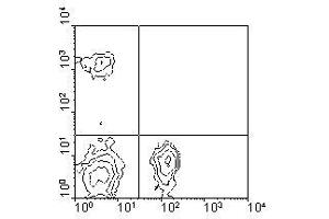 Image no. 1 for anti-CD4 (CD4) antibody (PE) (ABIN135503) (CD4 antibody  (PE))