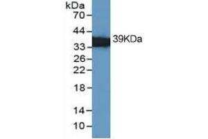 Western Blotting (WB) image for Annexin A1 (ANXA1) ELISA Kit (ABIN6574319)