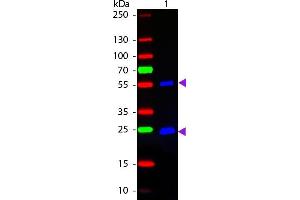 Western Blotting (WB) image for Donkey anti-Mouse IgG antibody (DyLight 488) - Preadsorbed (ABIN6699007)