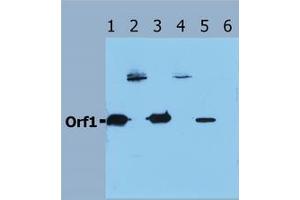 Image no. 1 for anti-Orf1 antibody (ABIN238346) (Orf1 antibody)