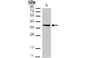 WB Image Sample(30 μg of whole cell lysate) A:293T 12% SDS PAGE antibody diluted at 1:1000 (MDH2 antibody)