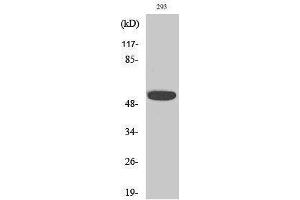 Western Blotting (WB) image for anti-Inositol Hexakisphosphate Kinase 3 (IP6K3) (Internal Region) antibody (ABIN3185193) (IP6K3 antibody  (Internal Region))