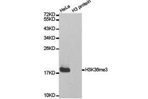 Western Blotting (WB) image for anti-Histone 3 (H3) (H3K36me3) antibody (ABIN1873005) (Histone 3 antibody  (H3K36me3))