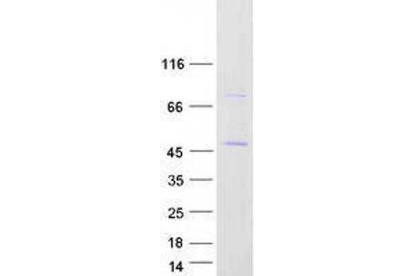 ZSCAN16 Protein (Myc-DYKDDDDK Tag)