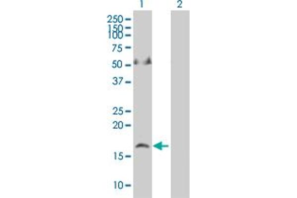 Apelin antibody  (AA 1-122)