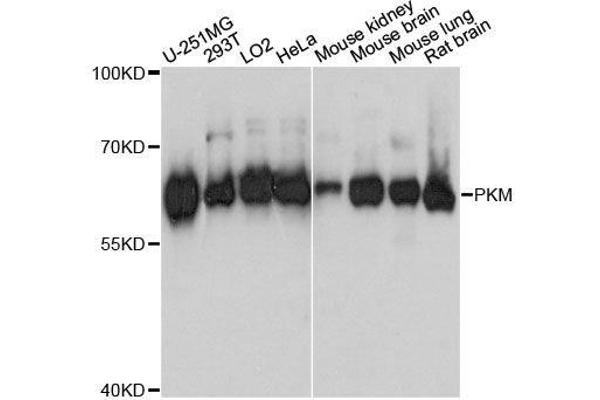 PKM antibody  (AA 11-221)