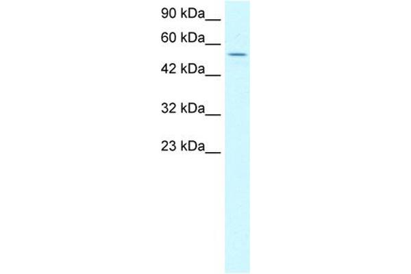 LHX6 antibody  (C-Term)