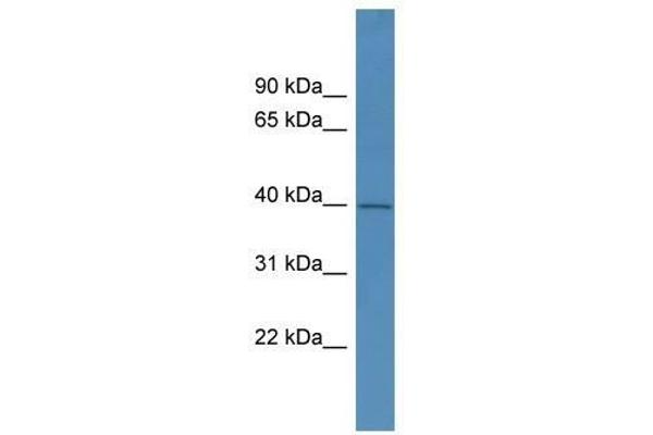 PHYHIPL antibody  (C-Term)