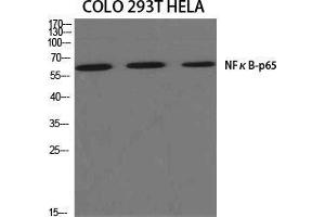 Western Blot (WB) analysis of specific cells using NFkappaB-p65 Polyclonal Antibody. (NF-kB p65 antibody  (Thr696))