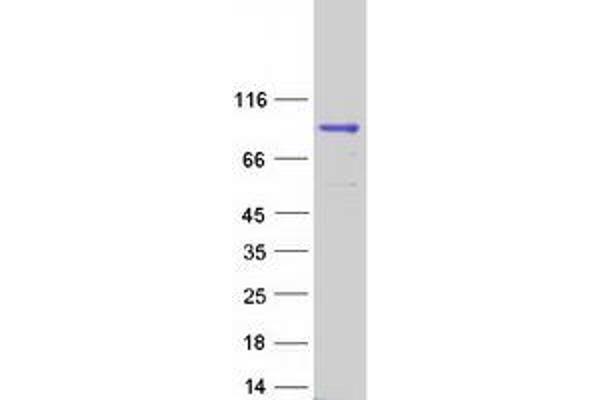 DUS3L Protein (Myc-DYKDDDDK Tag)