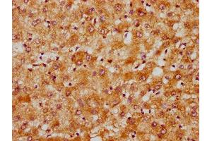 IHC image of  diluted at 1:300 and staining in paraffin-embedded human liver tissue performed on a Leica BondTM system. (DNAJC15 antibody  (AA 59-150))