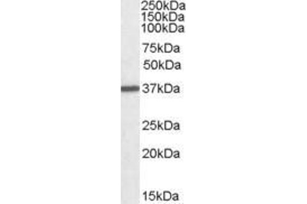 Liver Arginase antibody  (C-Term)