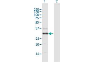 Western Blot analysis of DGAT2L4 expression in transfected 293T cell line by DGAT2L4 MaxPab polyclonal antibody. (AWAT2 antibody  (AA 1-333))