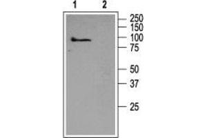 Western blot analysis of rat brain membranes:  - 1. (TRPC5 antibody  (C-Term, Intracellular))