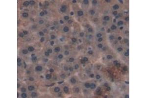 IHC-P analysis of liver tissue, with DAB staining. (GLS2 antibody  (AA 154-479))