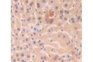 IHC-P analysis of Kidney tissue, with DAB staining. (Grancalcin antibody  (AA 39-220))