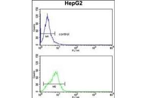 CYP4F3 Antibody (N-term) (ABIN652588 and ABIN2842394) flow cytometry analysis of HepG2 cells (bottom histogram) compared to a negative control cell (top histogram). (CYP4F3 antibody  (N-Term))