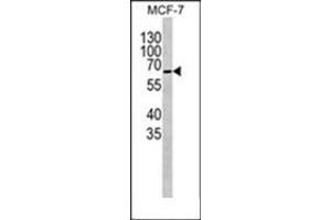 Western blot analysis of Complex IV subunit I Antibody  in MCF-7 cell line lysates. (Complex IV Subunit I (AA 202-232), (Middle Region) antibody)