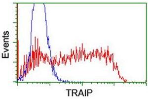 Image no. 2 for anti-TRAF Interacting Protein (TRAIP) (AA 67-313) antibody (ABIN1491632) (TRAIP antibody  (AA 67-313))