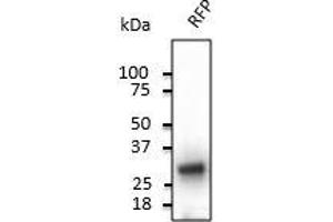 Anti-RFP Ab at 1/2,000 dilution, 293HEK cells transduced with RFP Ad, 50 µg per Iane, rabbit polyclonal to goat IgG (HRP) at 1/10,000 dilution, (RFP antibody)